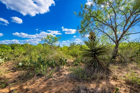 110+/- AC Hunting & Cattle Ranch Just South of San Antonio! - image 20