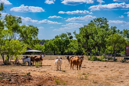 110+/- AC Hunting & Cattle Ranch Just South of San Antonio! - image 6
