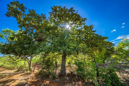 110+/- AC Hunting & Cattle Ranch Just South of San Antonio! - image 10