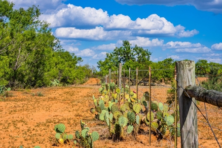 110+/- AC Hunting & Cattle Ranch Just South of San Antonio! - image 14