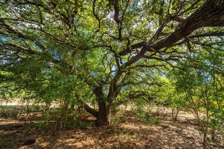 110+/- AC Hunting & Cattle Ranch Just South of San Antonio! - image 22