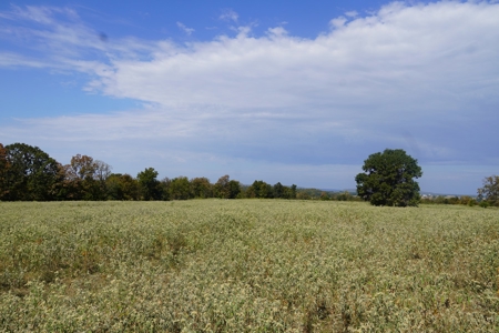 Hunting, Pasture, Land Near Kerr Lake For Sale Oklahoma - image 25