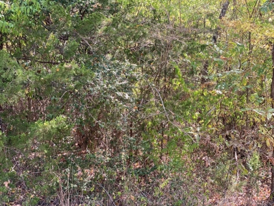 Land for Sale Southeast Oklahoma- Latimer County - Oklahoma - image 4