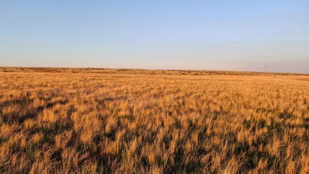 Bailey County Hunting, Farming, or Ranching Tract in Texas - image 14