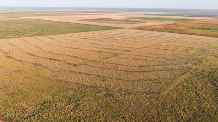 Bailey County Hunting, Farming, or Ranching Tract in Texas - image 8