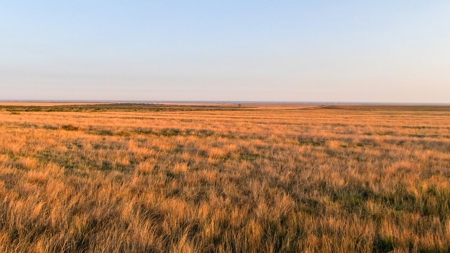 Bailey County Hunting, Farming, or Ranching Tract in Texas - image 4