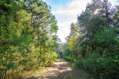 23.626 +/- Acres With a Fishing Pond For Sale Ozark, AL - image 10