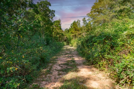 23.626 +/- Acres With a Fishing Pond For Sale Ozark, AL - image 4