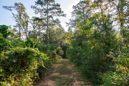23.626 +/- Acres With a Fishing Pond For Sale Ozark, AL - image 8
