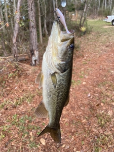 23.626 +/- Acres With a Fishing Pond For Sale Ozark, AL - image 22