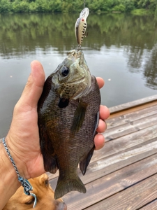 23.626 +/- Acres With a Fishing Pond For Sale Ozark, AL - image 23