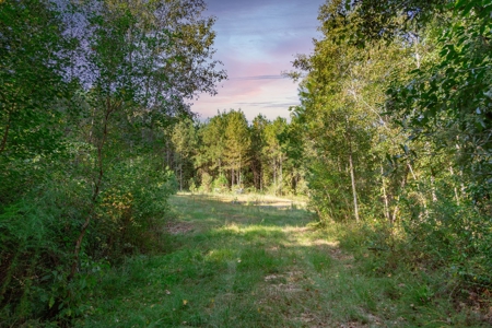 23.626 +/- Acres With a Fishing Pond For Sale Ozark, AL - image 6