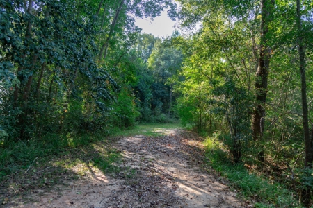 23.626 +/- Acres With a Fishing Pond For Sale Ozark, AL - image 7