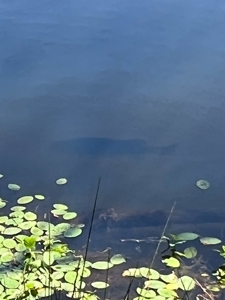 23.626 +/- Acres With a Fishing Pond For Sale Ozark, AL - image 24