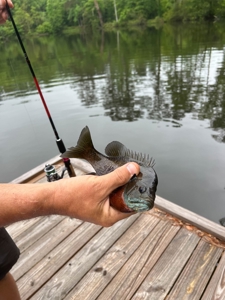 23.626 +/- Acres With a Fishing Pond For Sale Ozark, AL - image 25