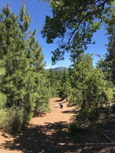 Trinity County, N California Mountain Acreage for Sale - image 6