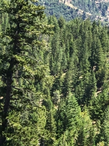 Trinity County, N California Mountain Acreage for Sale - image 5