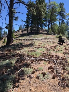 Trinity County, N California Mountain Acreage for Sale - image 3