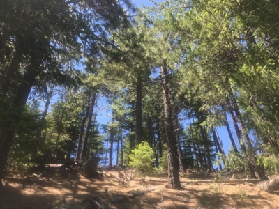 Trinity County, N California Mountain Acreage for Sale - image 7