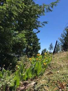 Trinity County, N California Mountain Acreage for Sale - image 4