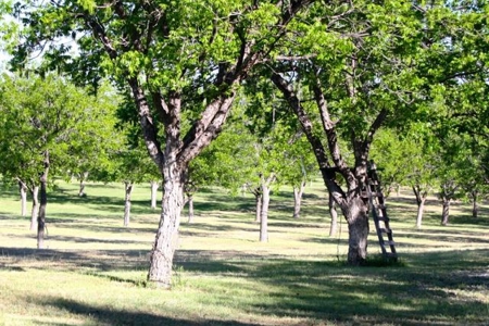 Texas Riverfront Home and Land - image 5