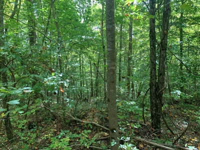 8.44+/- Acres - Bldg. Sites - Open & Woodland - Liberty, Ky - image 6