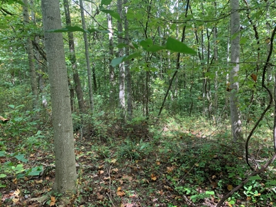 8.44+/- Acres - Bldg. Sites - Open & Woodland - Liberty, Ky - image 5