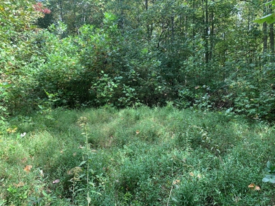 8.44+/- Acres - Bldg. Sites - Open & Woodland - Liberty, Ky - image 2