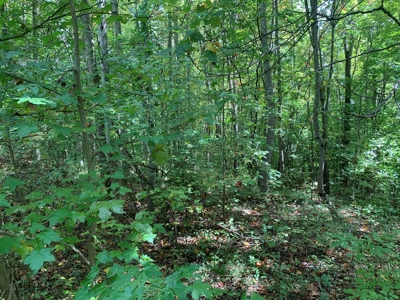 8.44+/- Acres - Bldg. Sites - Open & Woodland - Liberty, Ky - image 4