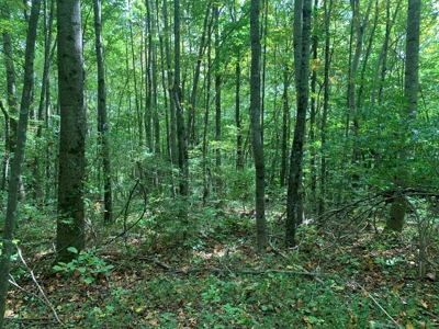 8.44+/- Acres - Bldg. Sites - Open & Woodland - Liberty, Ky - image 8