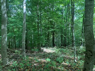8.44+/- Acres - Bldg. Sites - Open & Woodland - Liberty, Ky - image 9