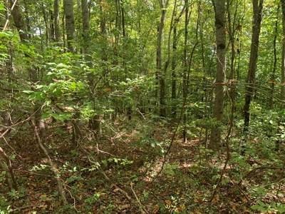 8.44+/- Acres - Bldg. Sites - Open & Woodland - Liberty, Ky - image 7