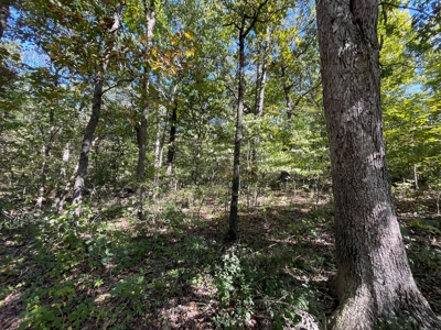 Brethorst Farm Tract 3 - 18.21 +/- acres - image 4