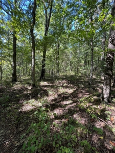 Brethorst Farm Tract 3 - 18.21 +/- acres - image 11