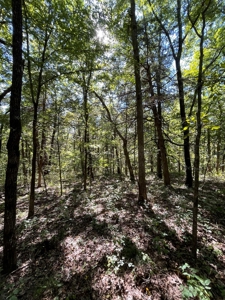 Brethorst Farm Tract 3 - 18.21 +/- acres - image 12