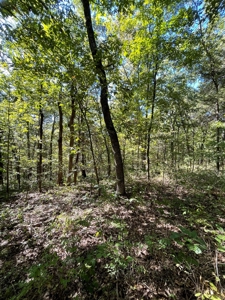 Brethorst Farm Tract 3 - 18.21 +/- acres - image 14