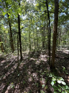 Brethorst Farm Tract 3 - 18.21 +/- acres - image 10