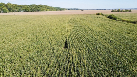 Highly Tillable Row Crop Farm in Missouri River Bottom - image 12