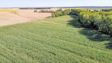 Highly Tillable Row Crop Farm in Missouri River Bottom - image 4