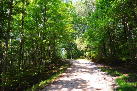One Mile river Frontage, Building Sites, Hunting, Recreation - image 6
