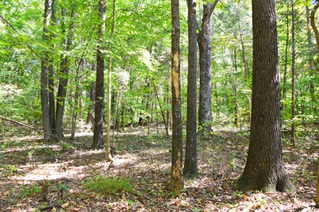 One Mile river Frontage, Building Sites, Hunting, Recreation - image 30