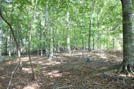 One Mile river Frontage, Building Sites, Hunting, Recreation - image 40