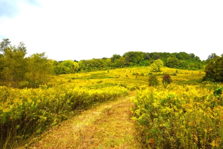 Farm - Cropland - Hunting - Home Sites - image 3