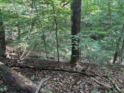 40 ± Acres | Monroe County Indiana | Land For Sale - image 12