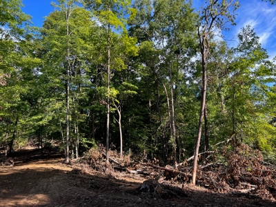 40 ± Acres | Monroe County Indiana | Land For Sale - image 3
