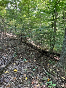 40 ± Acres | Monroe County Indiana | Land For Sale - image 14