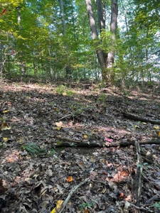 40 ± Acres | Monroe County Indiana | Land For Sale - image 13