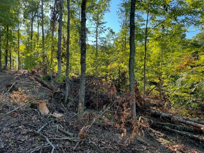 40 ± Acres | Monroe County Indiana | Land For Sale - image 11