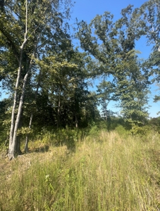 40 Acres Land for Sale Morehouse Parish, LA - image 23