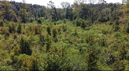 40 Acres Land for Sale Morehouse Parish, LA - image 8